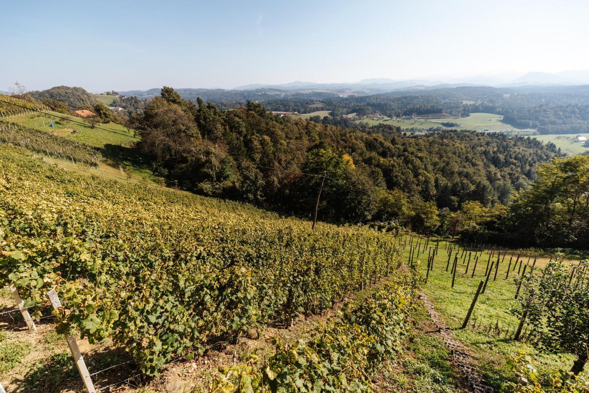Vineyard Paradise Senica Dramlje Exterior photo
